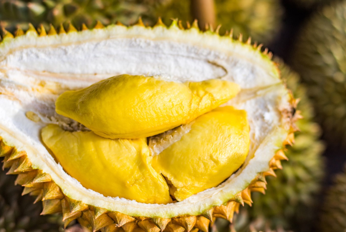 Unduh 560 Gambar Durian Palembang Paling Bagus 