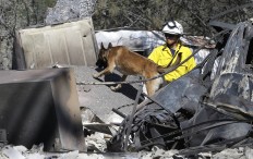 Inca, a cadaver dog, and her handler Mary Cablk search the burned ruins of a home Monday, June 27, 2016, in Squirrel Valley, Calif. The blaze had killed an elderly couple who were found Friday after apparently being overcome by smoke. The fire has burned more than 70 square miles and is 40 percent contained. AP Photo/Rich Pedroncelli