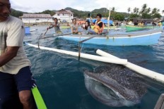 Boat propellers cause of injury to two whale sharks stranded off Bali