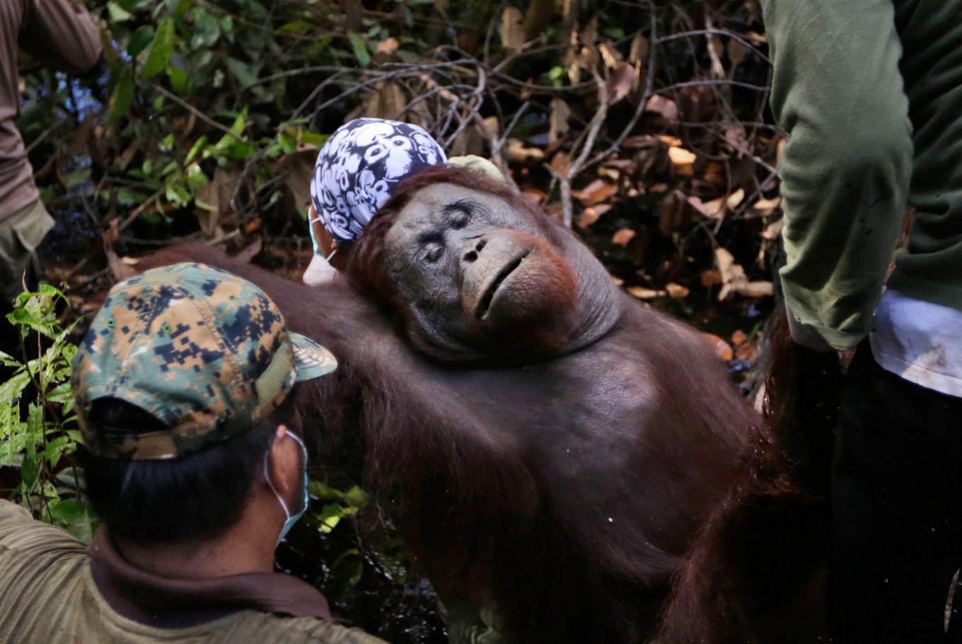 Conservation group: Bornean orangutan critically endangered