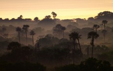 Jawatan Benculuk, an enchanting forest in the outskirts of Banyuwangi