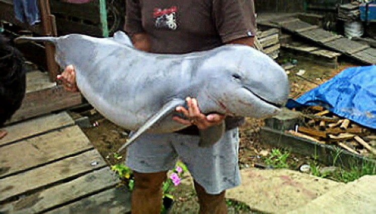 A local resident rescues a wounded Irrawaddy dolphin from the Mahakam River in East Kalimantan in this undated photo.
