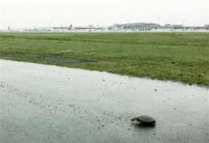 Kennedy airport takeoffs disrupted by turtle nesting ritual