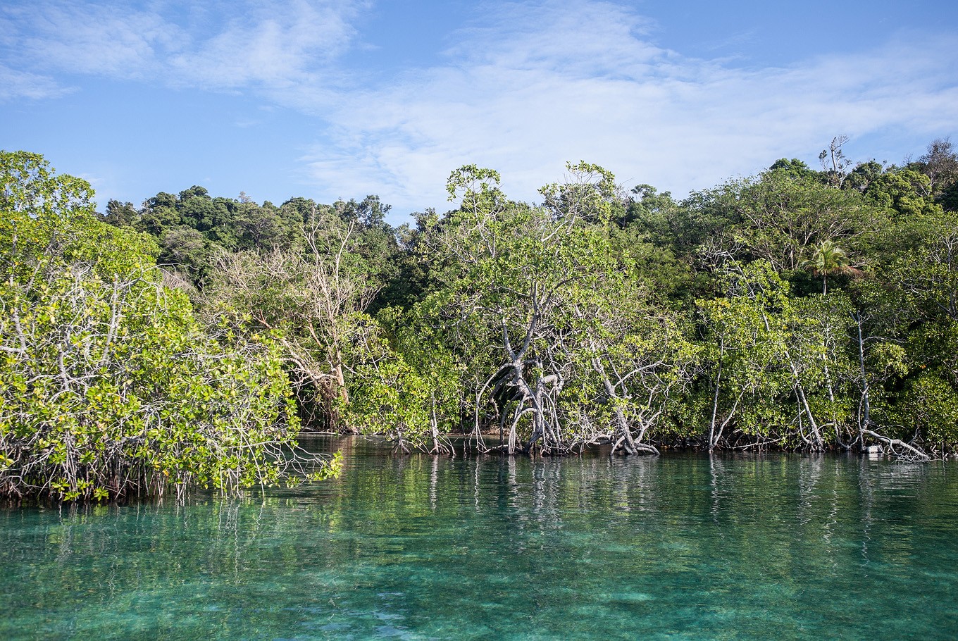 Massive mangrove dieback in Australia, a climate tragedy for Indonesia