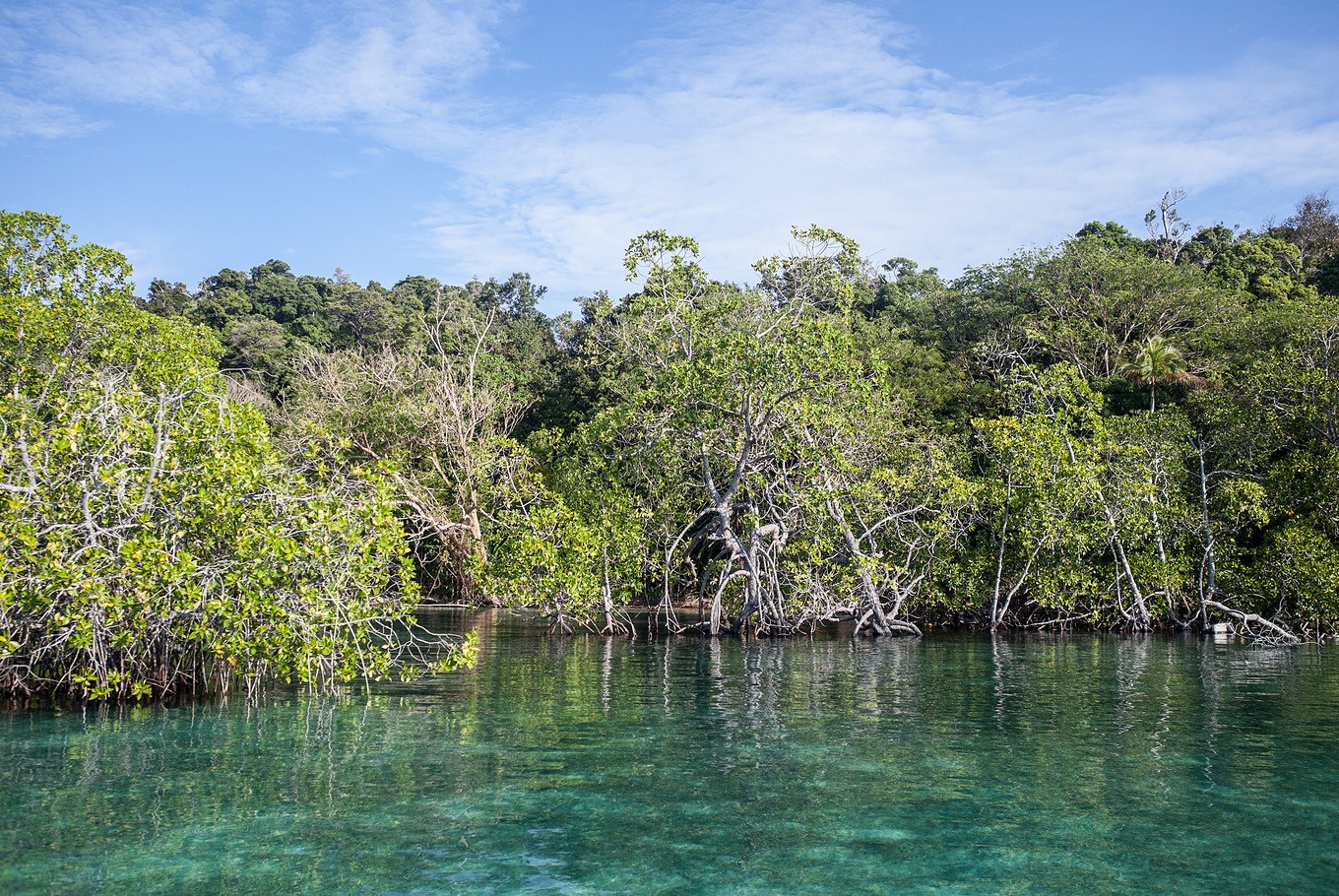 shrimp farming mangroves