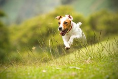 Best breeds for dog people with pet allergies