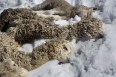 In this July 9, 2016 photo, newborn alpacas that died due to sub-freezing temperatures lay on the ground after being placed there by a villager in San Antonio de Putina in the Puno region of Peru. Peru's government has declared a state of emergency in the southern Andes and promised $3 million in relief.  AP Photo/Rodrigo Abd