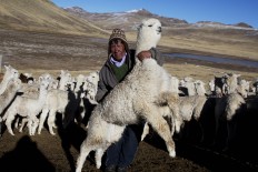 In this July 11, 2016 photo, Agustin Mayta Condori shows his sick alpaca that he predicted would die the next day due to sub-freezing temperatures in San Antonio de Putina in the Puno region of Peru. The indigenous families that make a living from shearing the fiber earn as little as $1,200 a year. There have been several attempts to give alpaca herders a bigger share of the $150-million industry. AP Photo/Rodrigo Abd