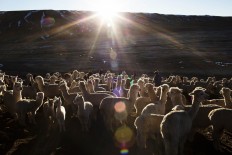 In this July 11, 2016 photo, a villager walks through a herd of alpacas as the sun rises in San Antonio de Putina in the Puno region of Peru. Peru is the world's largest producer of alpaca wool, an almost silky natural fiber coveted by the world's top-flight designers. AP Photo/Rodrigo Abd
