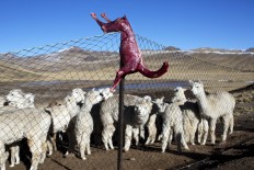 In this July 11, 2016 photo, a skinned alpaca, which died due to sub-freezing temperatures, hangs on a fence above live alpacas in San Antonio de Putina in the Puno region of Peru. Alpaca owners are butchering their dead animals to cook for their families and feed to their dogs which scare off foxes that prey on baby alpacas. AP Photo/Rodrigo Abd