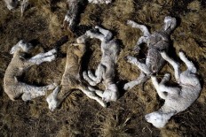 In this July 9, 2016 photo, newborn sheep that died due to sub-freezing temperatures lay on the ground after being placed there by a villager in San Antonio de Putina in the Puno region of Peru. So far this year, low temperatures have killed 50,000 alpacas, as well as sheep in similar numbers, while authorities fear that a drop in the mercury to 23 degrees Celsius [-9 degrees Fahrenheit] below zero could claim as many as 300,000 camelids. AP Photo/Rodrigo Abd
