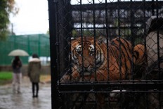 Attack by tiger fuels heated debate in China