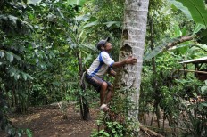Saba climbs the tree without safety equipment. JP/ Anggara Mahendra