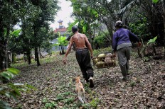 Kari and Tantra bring the coconuts home while their dog follows. JP/Anggara Mahendra