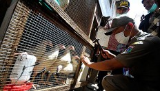 Bird flu rates rise again in Indonesia