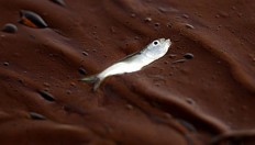 Montara oil spill brought suffering to E. Nusa Tenggara: Farmer