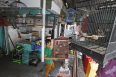 Indonesia urged to take stern action on illegal bird trade 