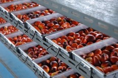 Astra Agro Lestari predicts lower output in El Ni&ntilde;o aftermath