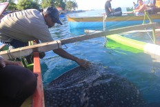 Missing: 17 whale sharks, last spotted in Botubarani
