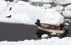 Rated 'S' for slaughter? New film questions Canada seal hunt 