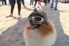 A dog dons an Indonesian flag in celebration of Independence Day during the hoisting of 2,112 flags on Kuta Beach, Bali, on Tuesday. JP/Zul Trio Anggono