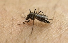 World’s first dengue vaccine now available in Indonesia