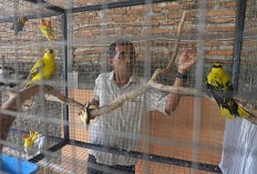 Hundreds of illegal birds confiscated at Surakarta airport