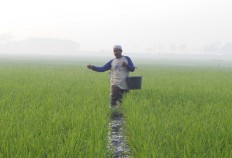 Indonesian firm obtains US patent for organic fertilizer