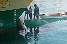 Boat hits whale shark in Jayapura waters