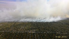 85 suspects arrested over land, forest fires since January