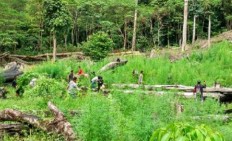 Aceh police destroy 9 hectares of marijuana 