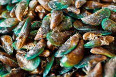 Ancol park launches mussel restoration project to clean seawater