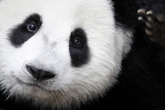 Giant panda is no longer endangered, experts say 