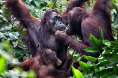 Orangutans feed one another at Camp Seluang Mas. JP/Wendra Ajistyatama