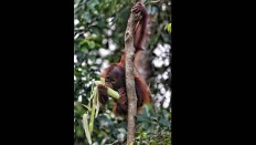 A juvenile orangutan during feeding time. JP/ Wendra Ajistyatama
