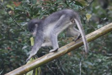Primates from UK released into the wild in Bandung
