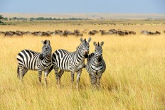Traversing the wild and wonderful safari capital of the world
