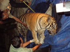 Tiger skin traders get four years in prison 