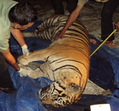 Forest rangers arrest tiger skin traders in West Sumatra