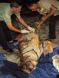 Six people arrested for alleged poaching of Sumatran tigers