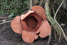 Rare flower Rafflesia needs saving, says Bogor Botanical Gardens researcher