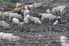 Surakarta residents warned of unfit cattle for Sacrifice Day