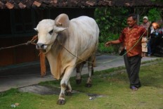 Jokowi donates cattle to regional administrations for Idul Adha