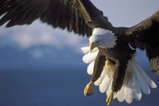 Dutch police to use eagles to bring down drones
