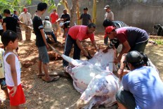 A boy watches a cow being skinned at East Nusa Tenggara Police headquarters during Idul Adha celebrations on Sept. 12. JP/Djemi Amnifu
