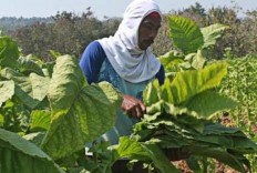 Govt called to intervene with tobacco price floor in W. Nusa Tenggara