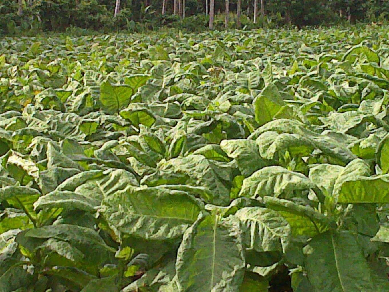 NTB tobacco leaf prices monitored: Official - National - The Jakarta Post