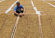 Tobacco farmers worry over WTO’s decision on Australia’s cigarette policy