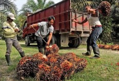Indonesia’s palm oil certification struggling for global recognition 