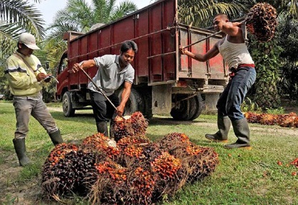 Indonesia's Palm Oil Industry Braces For Upcoming Export Ban ...